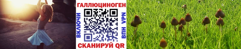 Галлюциногенные грибы Psilocybine cubensis  Берёзовка 